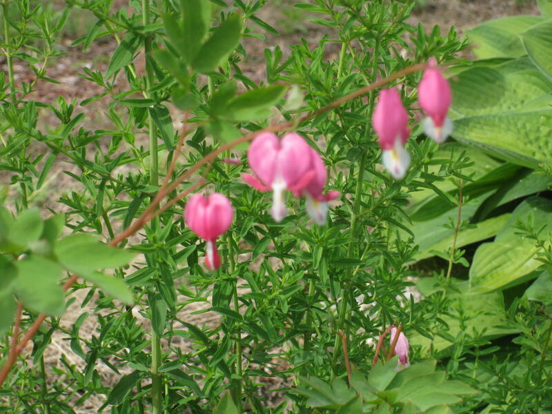 slideshow